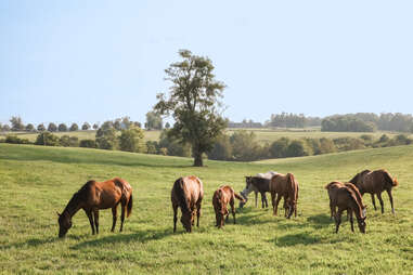 a handful of horses of varying sizes in a green grassy field outside of Lexington, Kentucky